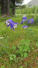 Aquilegia jucunda