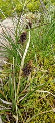 Carex pyrenaica