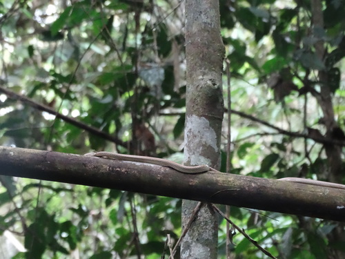 Chlorosoma dunupyana