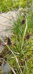 Carex pyrenaica