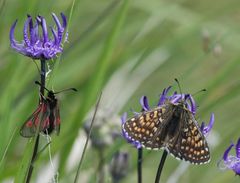 Melitaea varia