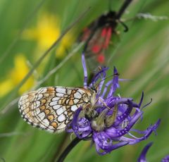 Melitaea varia