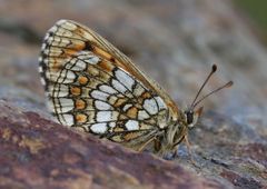 Melitaea varia