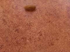 Quercus ithaburensis macrolepis