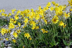 Arnica griscomii