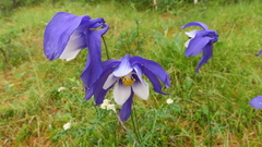 Aquilegia jucunda