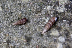 Clausilia