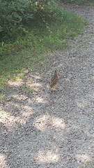 Coturnix