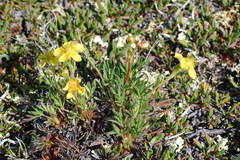 Potentilla biflora