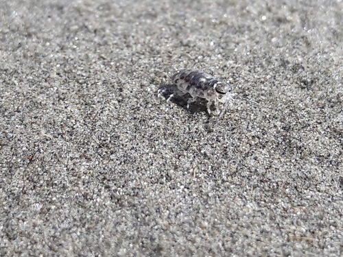 Scyphax ornatus