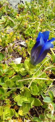 Image of Gentiana alpina by (c) Santiago Martín-Bravo, some rights reserved (CC BY)
