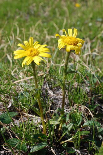 Kjellman's groundsel (Tephroseris kjellmanii)