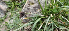 Carex parviflora