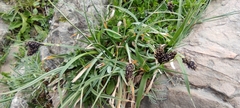 Carex parviflora