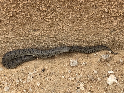 Photo of a Green Night Adder (Causus resimus)