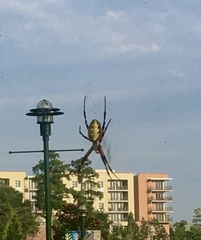 Argiope aurantia