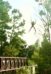 Argiope aurantia