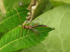 Labeninae