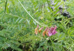 Vicia megalotropis