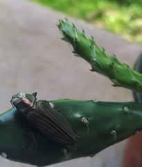 Actenodes chalybaeitarsis