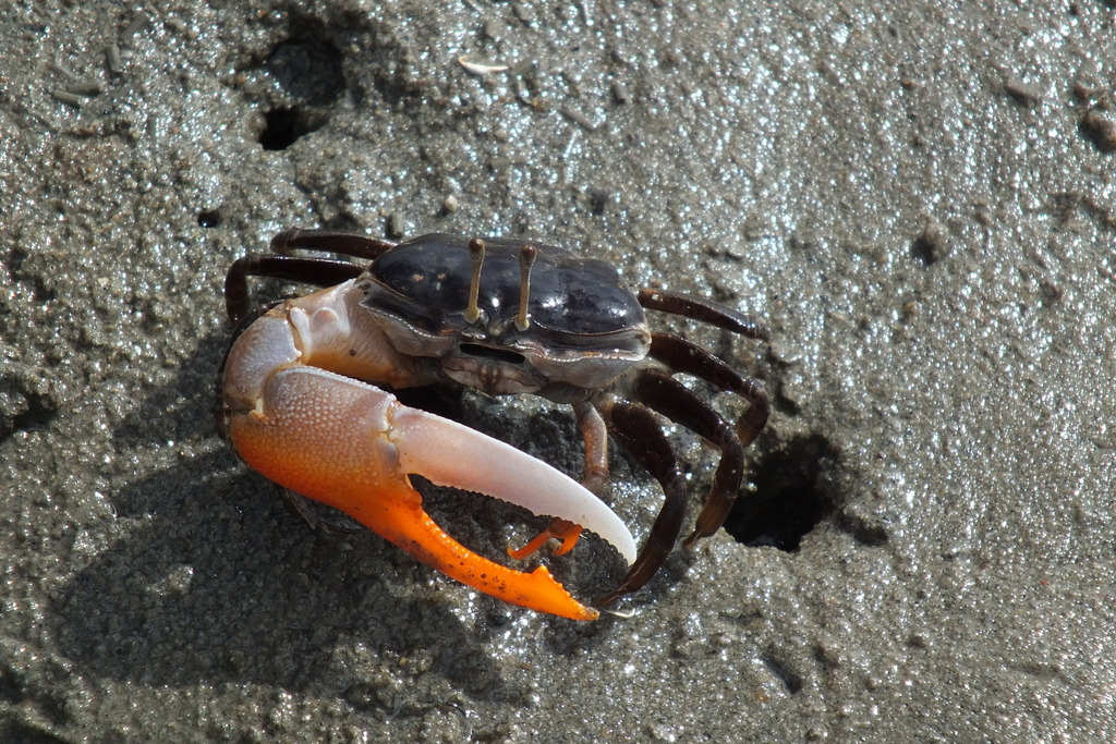 Orange-clawed Fiddler Crab