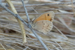 Coenonympha pamphilus lyllus