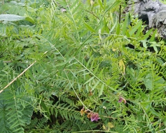 Vicia megalotropis