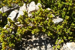 Coprosma fowerakeri