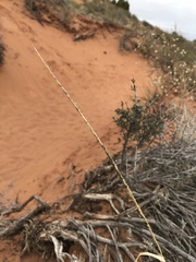 Sporobolus contractus