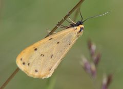 Setina irrorella
