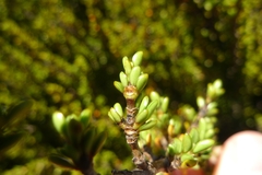 Coprosma fowerakeri