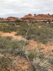 Sporobolus contractus