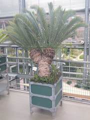 Encephalartos lehmannii