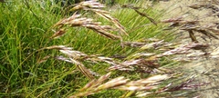 Festuca eskia