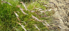 Festuca eskia