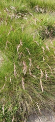 Festuca eskia