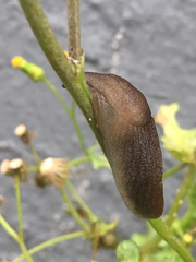 Milacidae