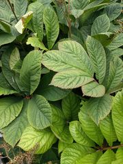 Rodgersia