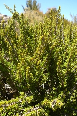 Coprosma fowerakeri