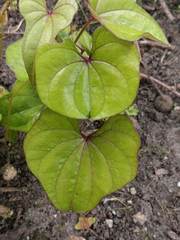 Dioscorea oppositifolia