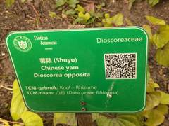 Dioscorea oppositifolia