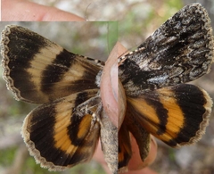Catocala diversa