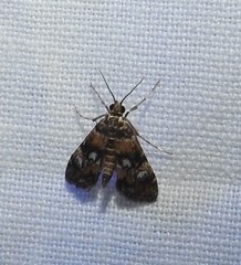 Elophila occidentalis