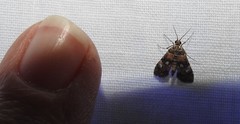 Elophila occidentalis