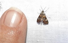 Elophila occidentalis
