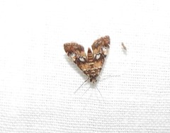 Elophila occidentalis