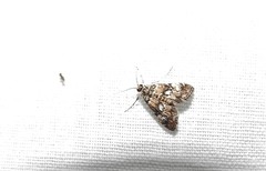 Elophila occidentalis