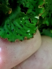 Peltigera leucophlebia