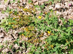 Hypericum perforatum perforatum