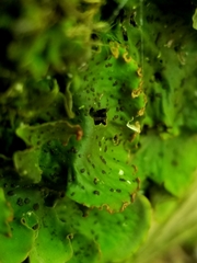 Peltigera leucophlebia